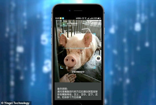Counterpoint Yingzi Technology’s facial recognition for pigs