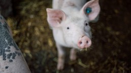 Counterpoint Facial Recognition for Pigs
