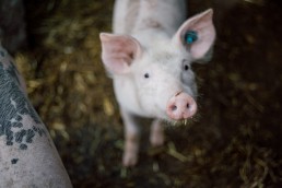 Counterpoint Facial Recognition for Pigs
