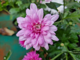 Dahlia Flower with Raindrops, by Ritesh Bendre, Samsung Galaxy S21 Ultra 5G