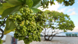 Heliotropium Foertherianum Fruit, Maldives, by Neil Shah, Galaxy Z Flip 3